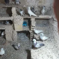 ۲۵عدد کبوتر اس|پرنده|کرج, چمران|دیوار