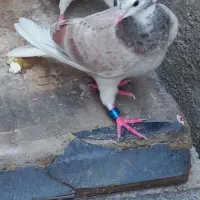 کفتر گم شده در محله کمربندی