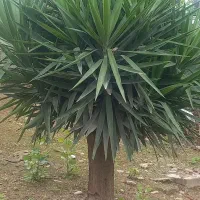 یوکا تنه دار زمینی