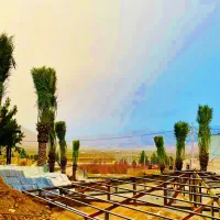 نخل هایی ک به زیبا ترین درختان جهان معروفند|خدمات باغبانی و درختکاری|رشت, فرودگاه سردار جنگل رشت|دیوار