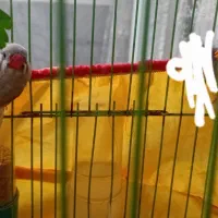 فنچ کینگ درشت