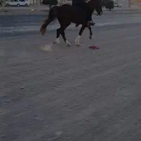 اسب یورقه کره طوفان نیشابوری|اسب و تجهیزات اسب‌سواری|خواف, |دیوار