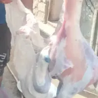 گوشت درجه ۱