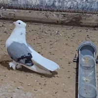 سوز شور نر  ۱۰
