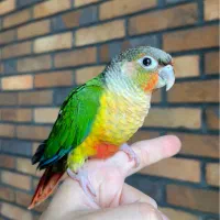 گرینچیک رنگ یلوساید ردفکتور