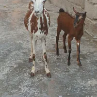 کهره  نقشی خوشرنگ داشتی گوشتی  گیسه نزری خون