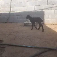 بره شیری.گوسفند.میش