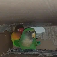 جفت طوطی کوتوله نیمه رام سالم هستن|پرنده|زابل, |دیوار