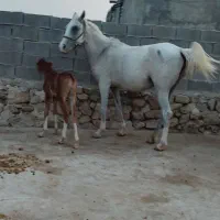 مادیان. ترکی اصل با کره دره شوری