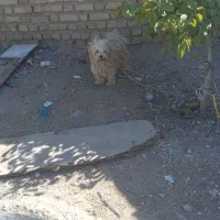 پاکوتاه خوشمل و پشمالو