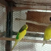 جفت مرغ عشق مولد