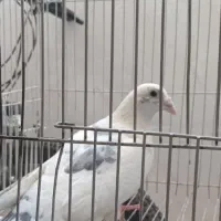 کفتر سبز و ابلغ نژاد آلمانی