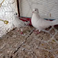 کفتر دمگیر سفید شیویدی|پرنده|برخوار, |دیوار