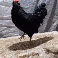 جوجه گلین لری|حیوانات مزرعه|ورامین, خیر آباد|دیوار