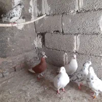 ۸ عدد کفتر ۳ نر و ۵ ماده هرعدد ۱۱۰