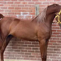 کارگر در باشگاه سوارکاری۲۲ میلیون