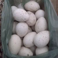 تخم بوقلمون نطفه دار