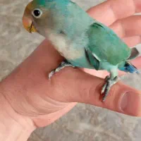 طوطی برزیلی ۳ماهه