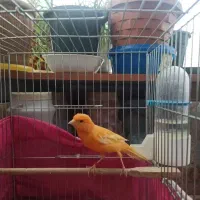 قناری قرمز نر
