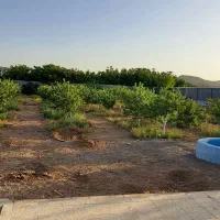 فروش باغ در قوزی آباد|فروش زمین و ملک کلنگی|آباده, |دیوار