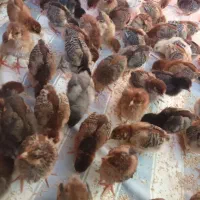 حراج جوجه فقط تا فردا|حیوانات مزرعه|دهدشت, |دیوار