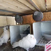 کبوتر|پرنده|دهاقان, |دیوار