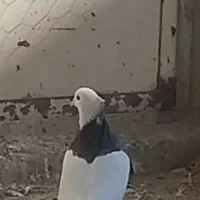 طوقی|پرنده|فامنین, |دیوار