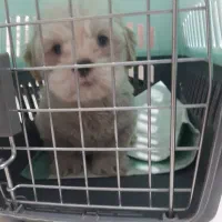 توله شیتزو نر