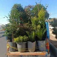 خدمات باغبانی باغچه کاری کاشت گل وگیاه باغبان سیار