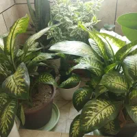 دو عدد دیفن هر کدام ۱۵۰۰