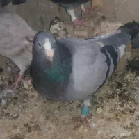 کفتر مسافتی|پرنده|بیرجند, |دیوار