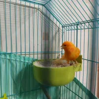 قناری ماده رد فاکتور