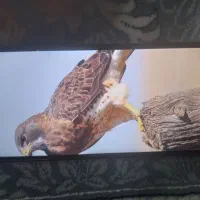 ردمی a9|موبایل|نورآباد, |دیوار