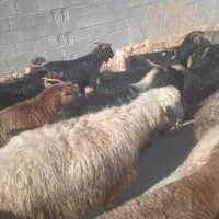 فروش میش داشتی زرقان