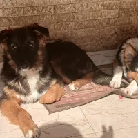 یک قلاده توله ژرمن شمرد