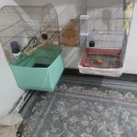 قفس کاسکویی