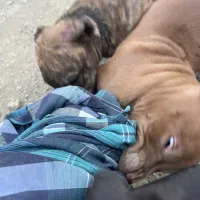 واگذار بهترین نسل|سگ|تهران, پونک|دیوار