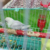 جوجه عروس برزیلی|پرنده|بندر امام خمینی, |دیوار