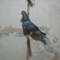 سار ماده و دم سیاه ماده و کلاغ|پرنده|مشهد, کارمندان دوم|دیوار