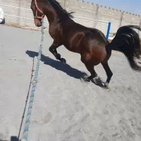 خالص ایرانی