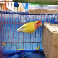 طوطی برزیلی|پرنده|بندر انزلی, پیل علی باغ|دیوار