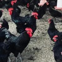 خروس سیاه برای چشم زخم