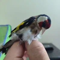 یک جفت سهره