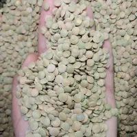 عدس درشت *تازه* سبز یکدست *تمیز* حبوبات بشرط