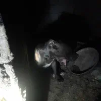 سگ پیتبول ماده|سگ|اهواز, پردیس دو|دیوار