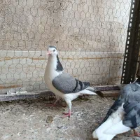 یکجفت نرو ماده با جوجه|پرنده|اصفهان, جاوان|دیوار