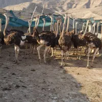 شترمرغ پرواری
