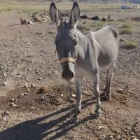 خرگله ای
