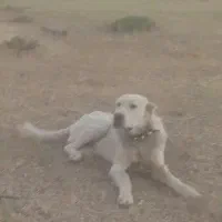 سگ نگهبان