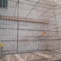 قناری نر مست|پرنده|شهریار, شهرک مصطفی خمینی|دیوار